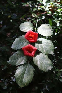 Close-up of red rose on plant