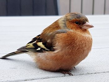 Close-up of a bird