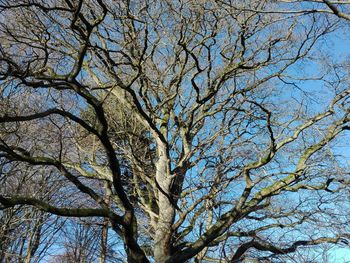 Low angle view of bare tree against clear blue sky