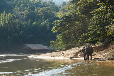 Elephant on beach against sky