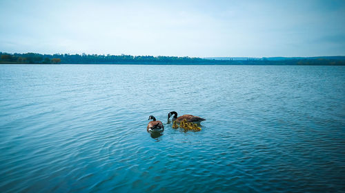 Swans swimming in lake against sky