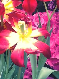 Close-up of pink flowers