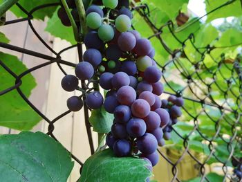 Low angle view of grapes growing on tree