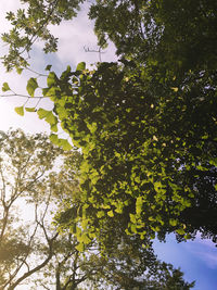 Low angle view of tree