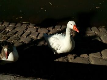 View of ducks swimming in lake