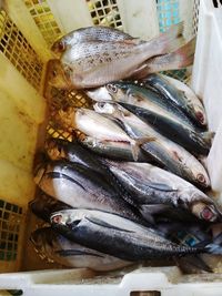 High angle view of fish for sale in market