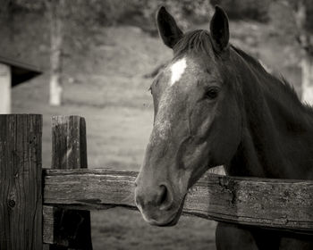 Close-up of horse