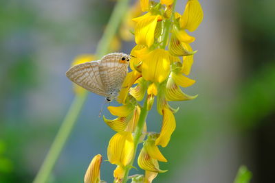 Close-up of butterfly pollinating on yellow flower