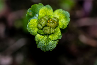 Close-up of fresh green plant