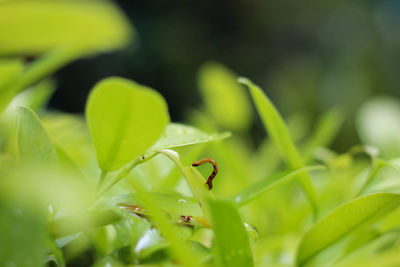 Close-up of insect on leaf
