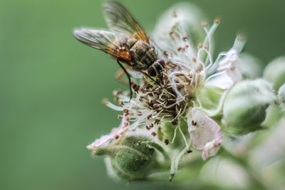 Close-up of insect on flower