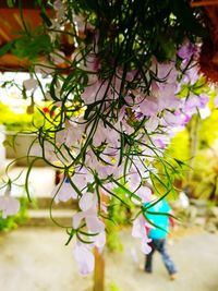 Close-up of purple flowering plants