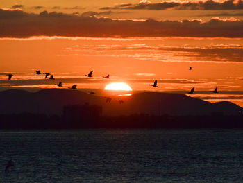 Silhouette birds flying over sea against orange sky