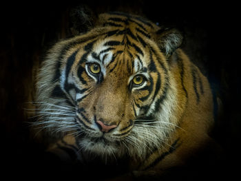 Close-up portrait of a cat