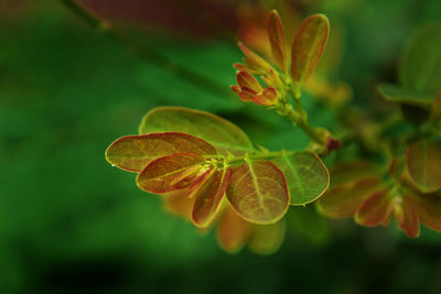 Close-up of plant