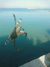 Turtle in sea against sky