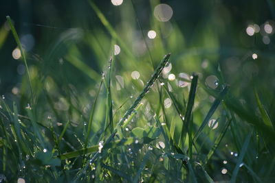 Close-up of wet plants on field during rainy season