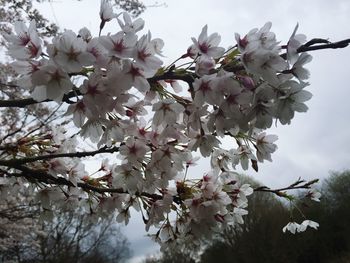 Low angle view of cherry blossom tree