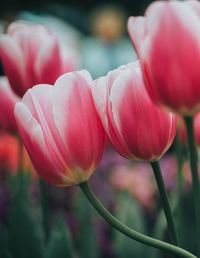 Close-up of pink tulip