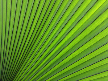 Full frame shot of palm leaves