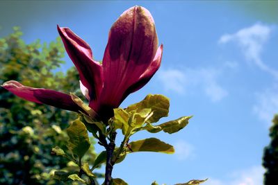 Close-up of red flowering plant against sky