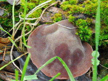 Close-up of plants growing on field