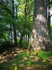 Trees growing in forest