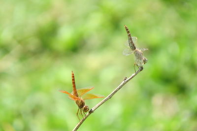 Close-up of butterfly pollinating on flower