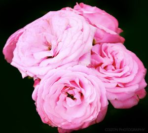 Close-up of pink rose against black background