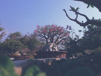 Flowers growing on tree