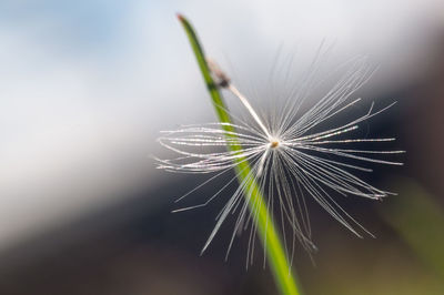 Close-up of dandelion