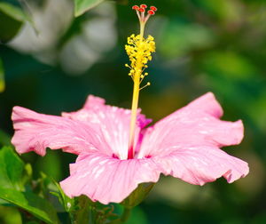 Close-up of pink hibiscus flower