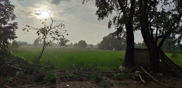 Trees on field against sky