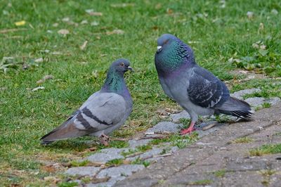 Pigeon perching on a land