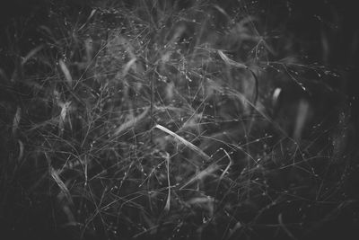 Full frame shot of plants at night