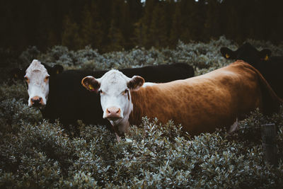 Close-up of cows on field