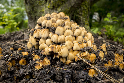 Close-up of mushrooms growing on field