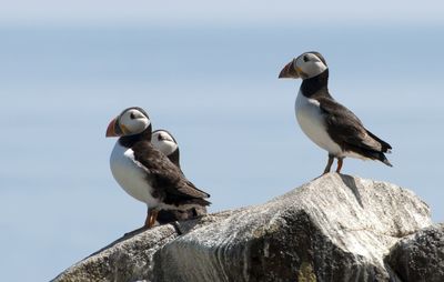 High angle view of seagulls perching on rock