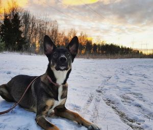 Dog standing on snow covered landscape