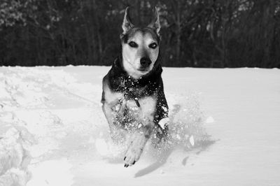 Portrait of dog running on snow field