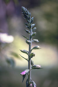 Close-up of purple flowering plant