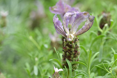 Close-up of purple flower growing on plant in garden