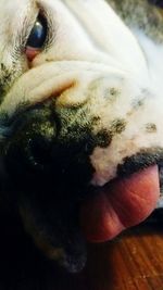 Close-up of dog