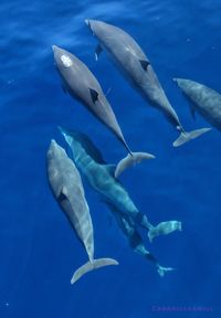 Fish swimming in sea