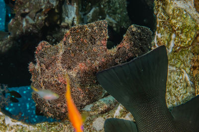 Commerson's frogfish in the red sea colorful and beautiful, eilat israel