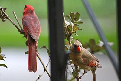 Close-up of bird perching on branch