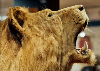Close-up of a lion