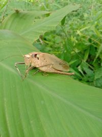 Close-up of insect on leaf