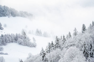 Snow covered pine trees in forest against sky