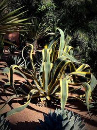 Close-up of succulent plant on field in yard